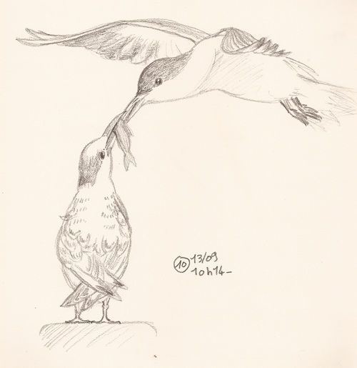 oiseaux10