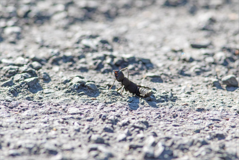 Insecte staphylin route gravillons 220921 3