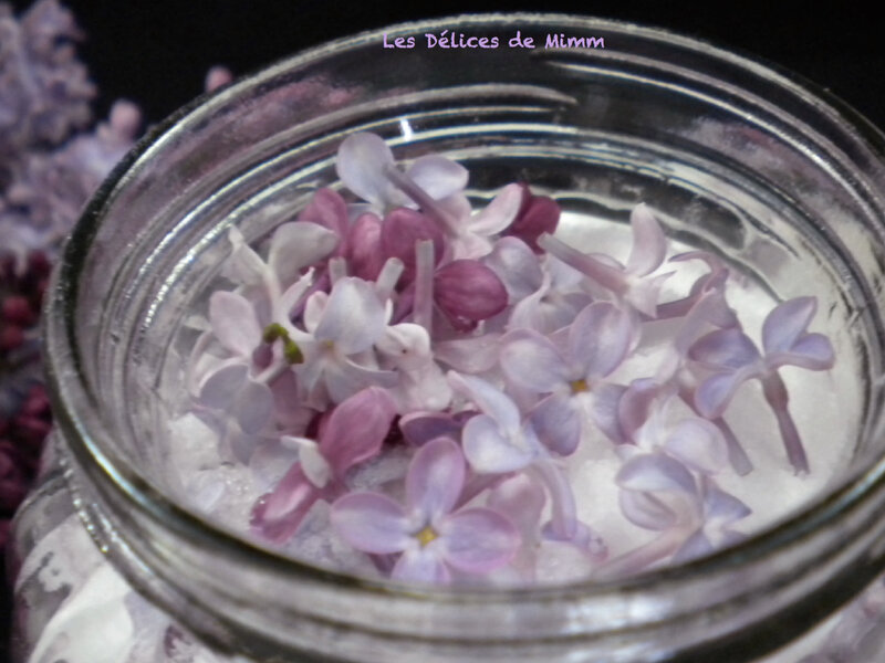 Sucre de lilas 3