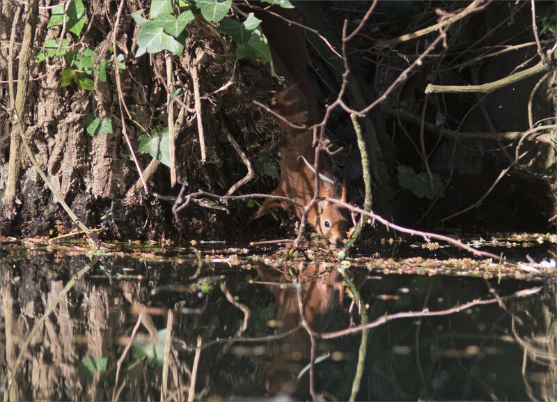 Ecureuil boit rivière 4 050421