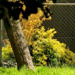 a a a printemps-004