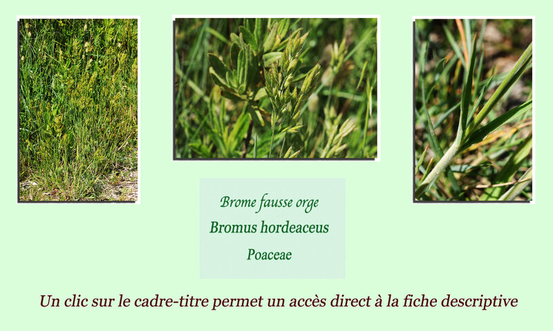 Brome fausse orge