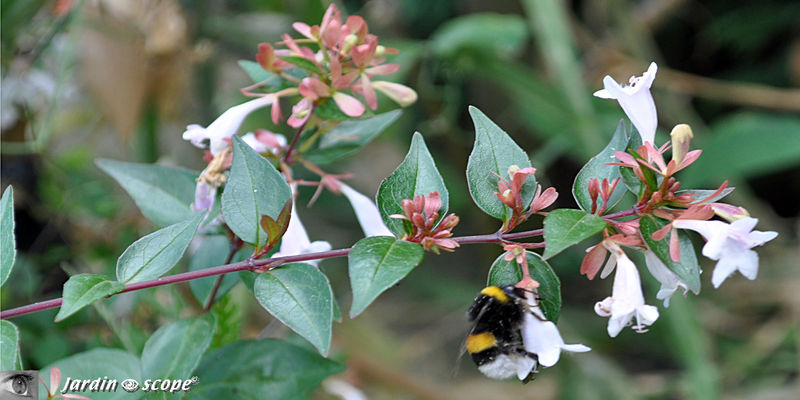 Abelia