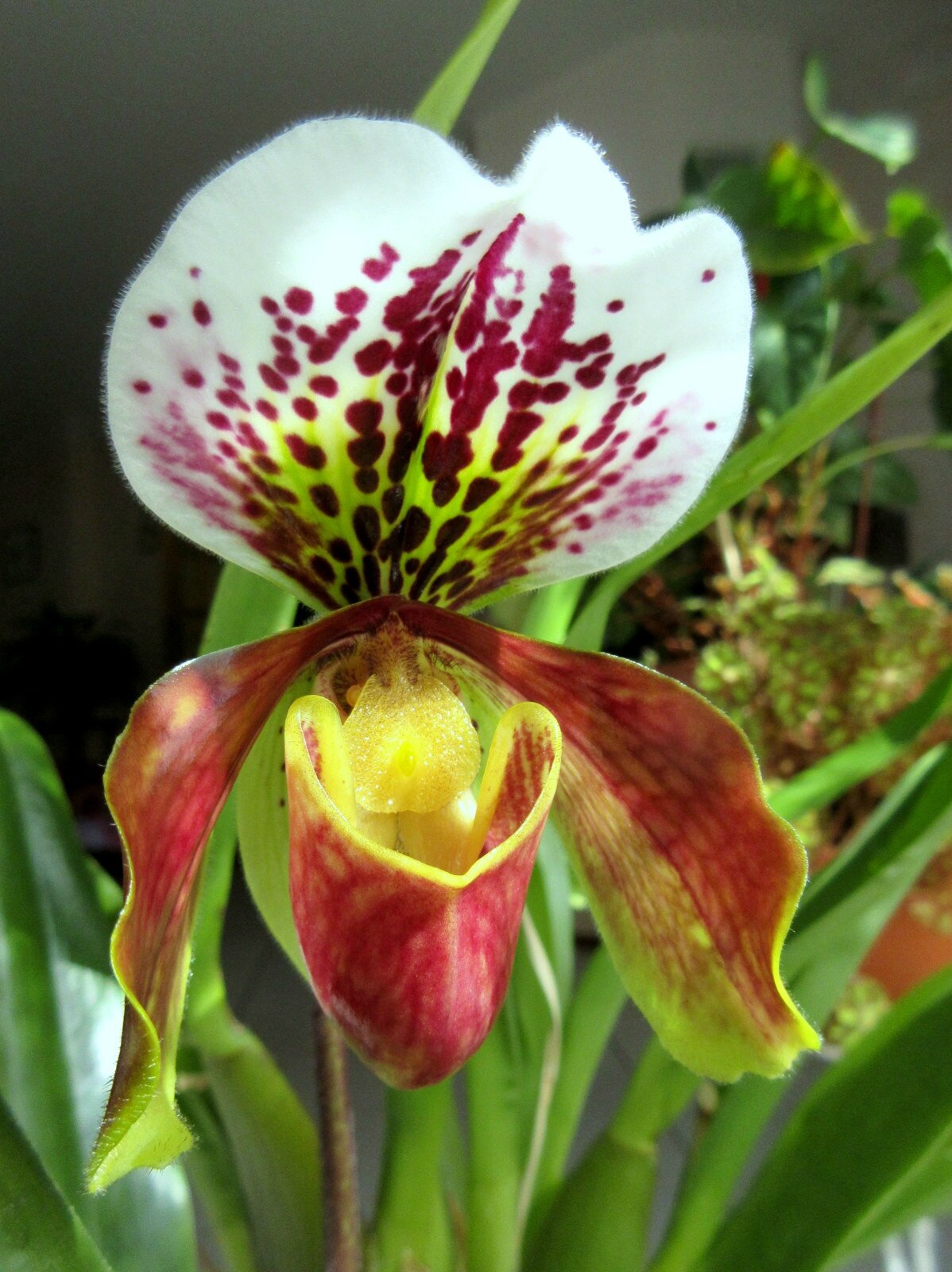 orchidée paphiopedilum (sabot de Vénus)
