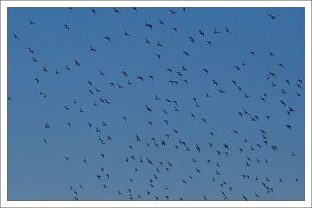 Aiguillon_matin_vol_limicoles_3_170110