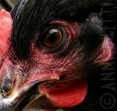 Regard de Perle une poule qui aime les câlins photo Anne Giletti