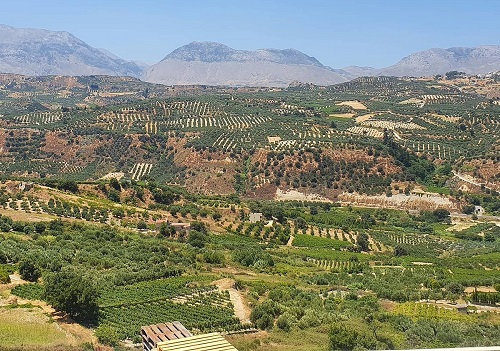 crete vineyards