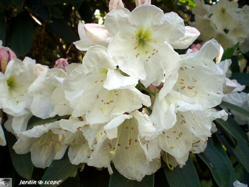 Rhododendron