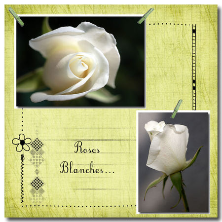 roses_blanches