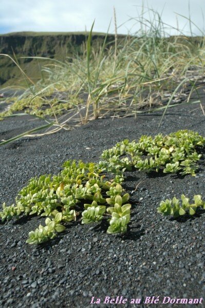 Végétaux sur la dune de sable noir, à Vik.