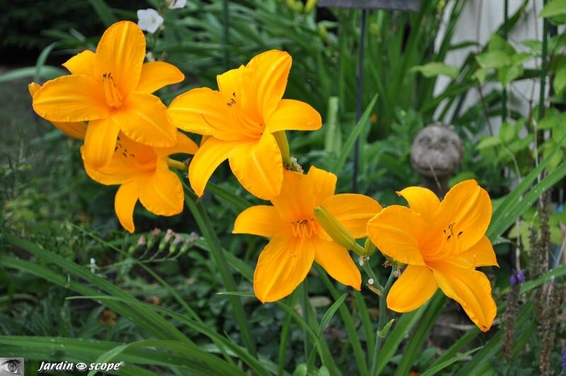 Hémérocalle Orange Prélude