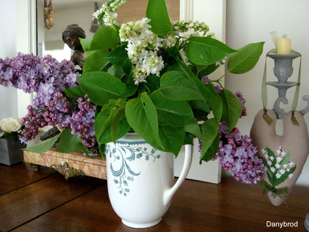 lilas