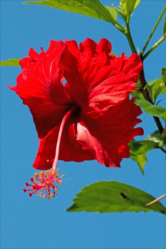 J5 CR 2016 lagune gandoca 2 hibiscus