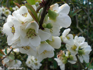 _Chaenomeles_speciosa_Nivalis