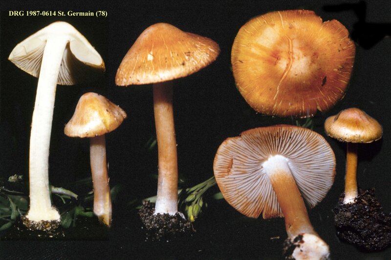 Inocybe_godeyi_1987_0614_SG_redim3400