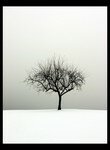 The_Tree_by_ageai