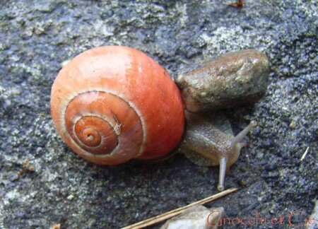 escargot_orange_sous_la_pluie