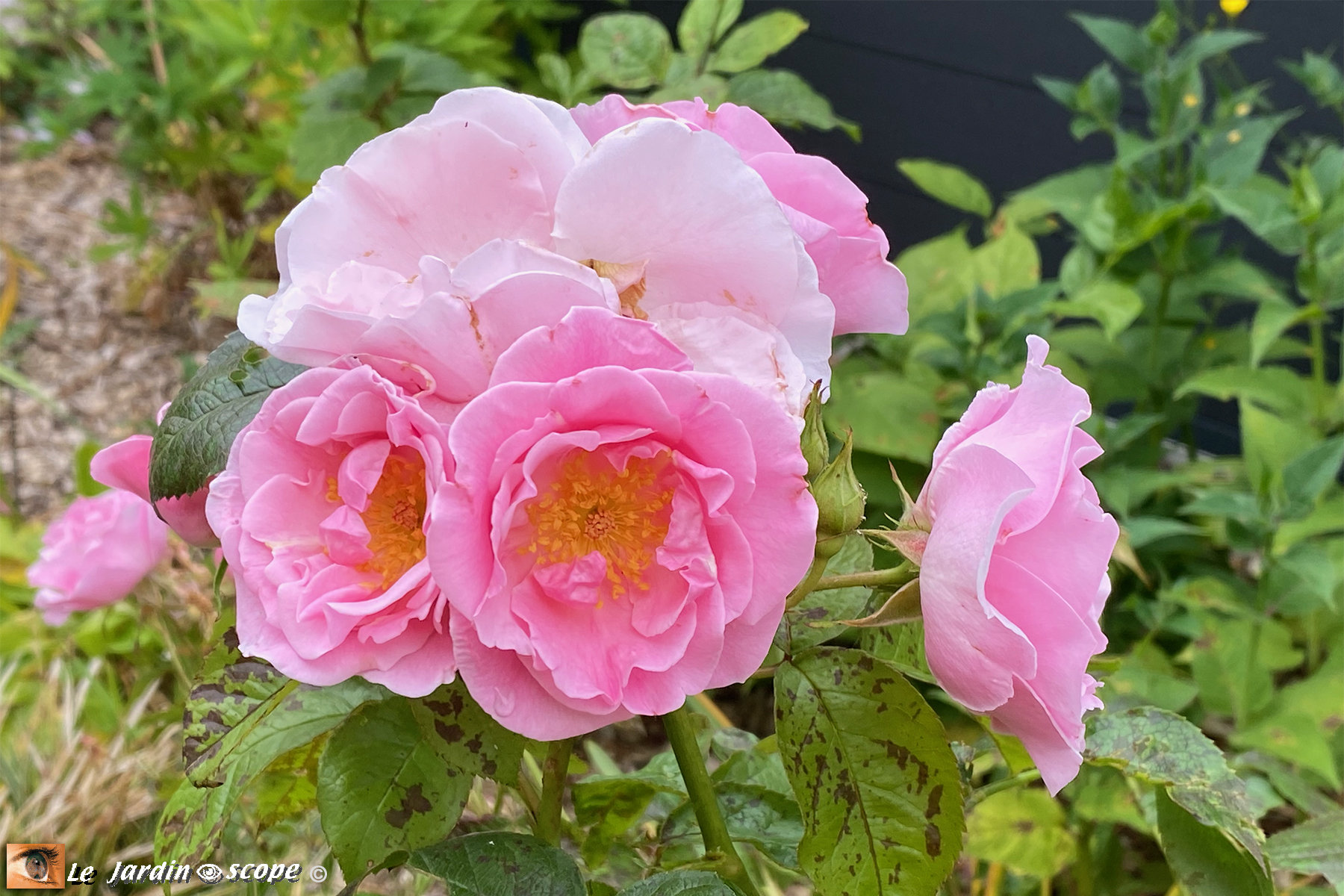 Rosa 'Jardins de la Javelière®'