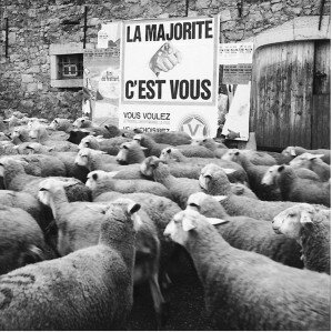 moutons-copie-1