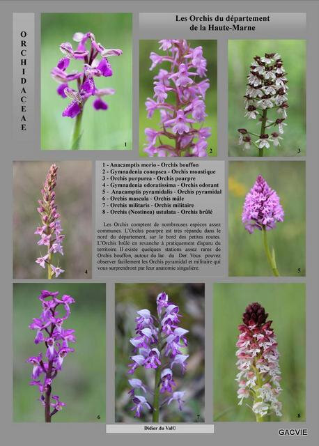 157- Didier du Val Briiot - Set portrait 500x700 Orchis