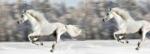 17305660-cheval-blanc-court-galop-en-hiver