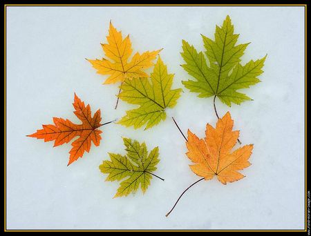 feuilles-d-automne-sur-neige