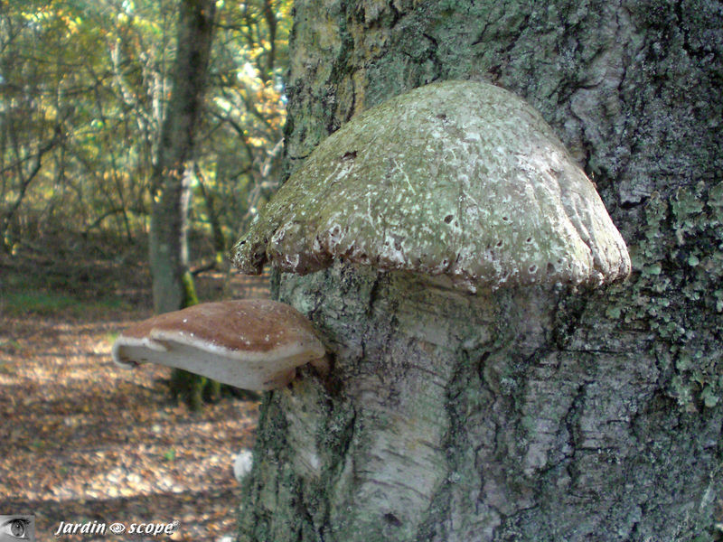 Polypore du Bouleau • Piptoporus betulinus • Famille Polypodiace