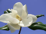 magnolia_grandiflora2