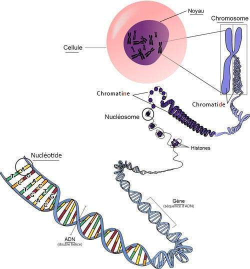 adn-chromosome