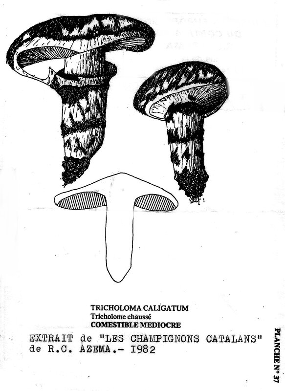 Tricholoma caligatum Md 895_0003