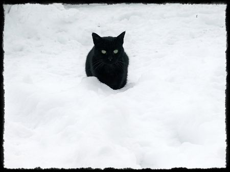 Chat_neige
