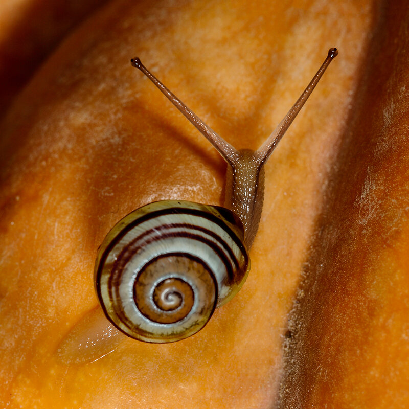 escargot_1