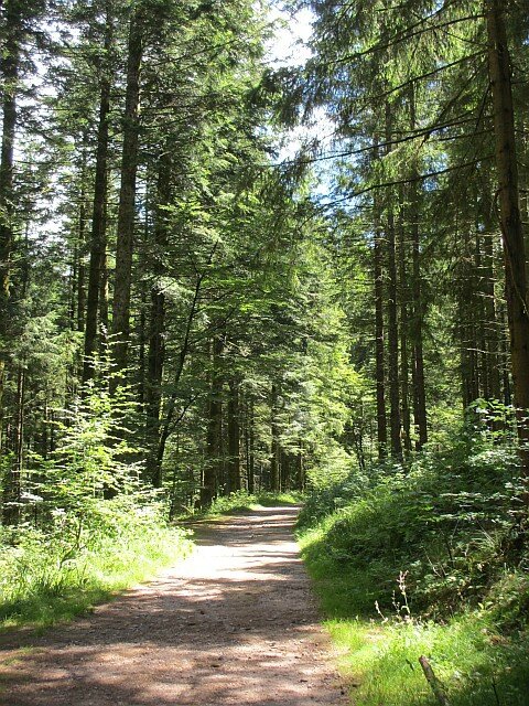 blog ger11