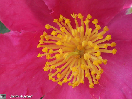 Camellia_sasanqua_carmin