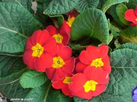 Primula_rougePrimevères des jardins
