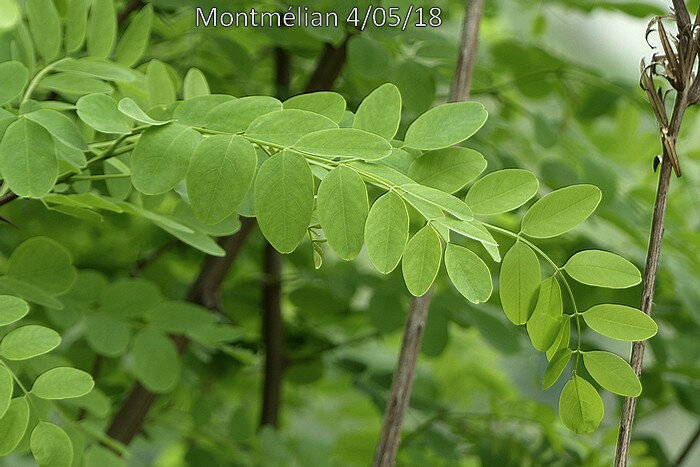 feuilles caduques, imparipennées à 3-10 paires de folioles ovales ou elliptiques