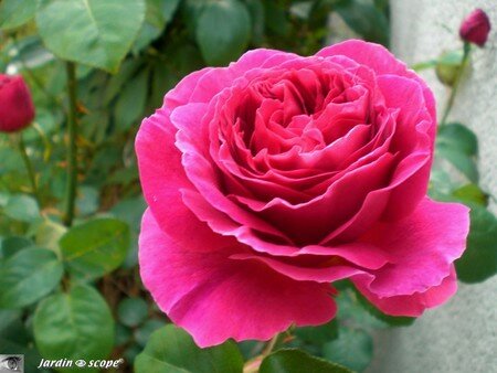 Rose_anglaise_othello