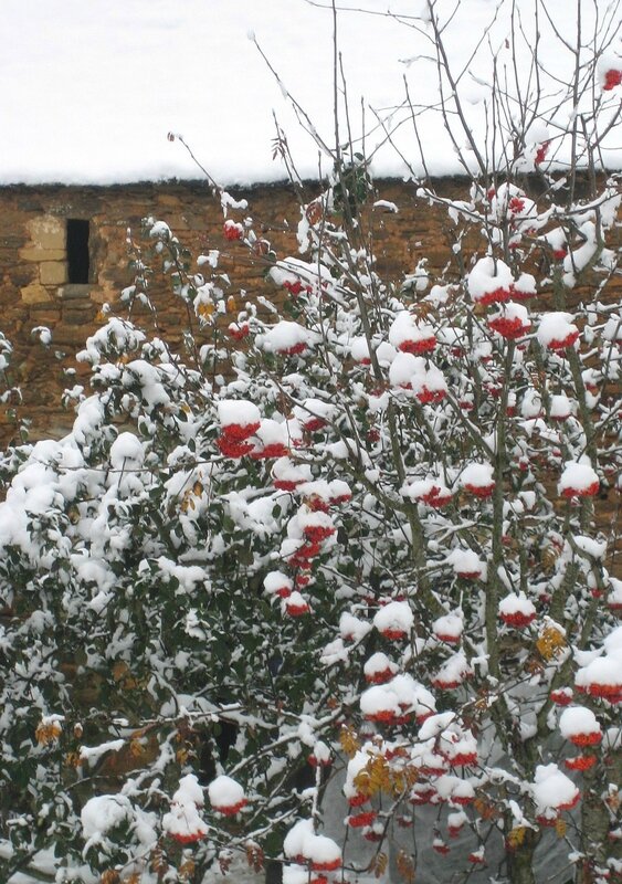 Sorbier couvert de neige