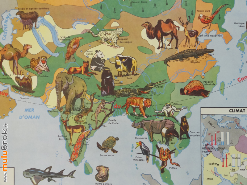 CARTE-L'ASIE-végétation-faune-5-muluBrok-Vintage