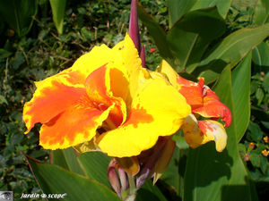 9139_canna_x_hybrida