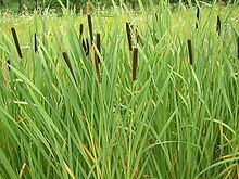 Typha_latifolia