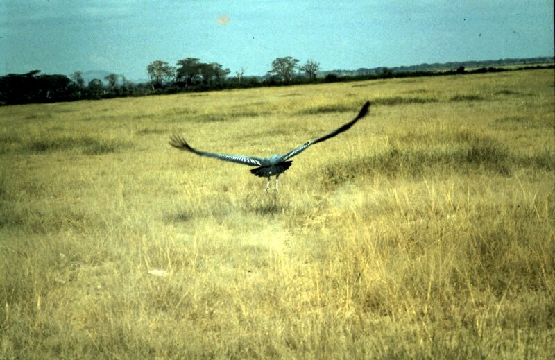 amboseli oiseaux g