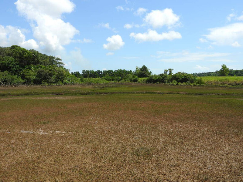 La Mangrove à marée basse1