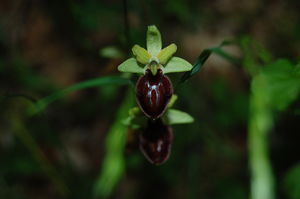 Ophrys_Araneola_6