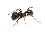 Pavement-Ants1