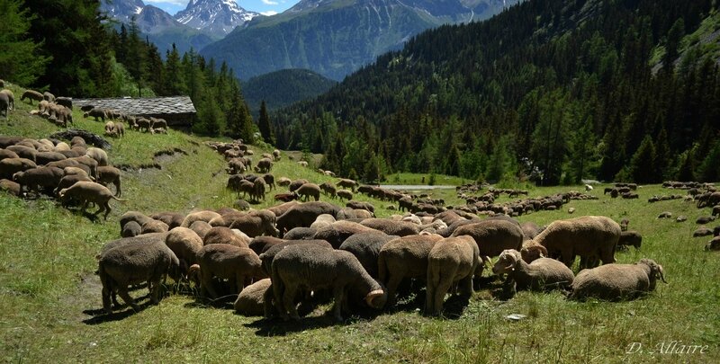 28 juin 2016, l'Orgère, GR55 (171)