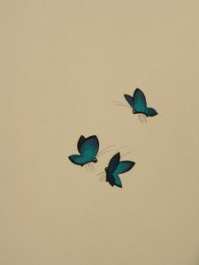 papillons1