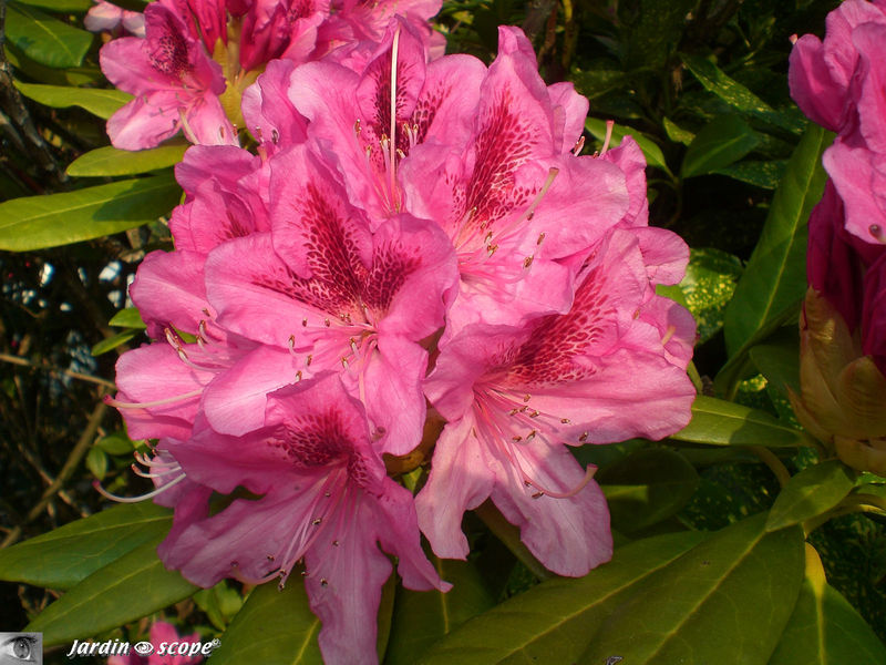 Rhododendrons rouges