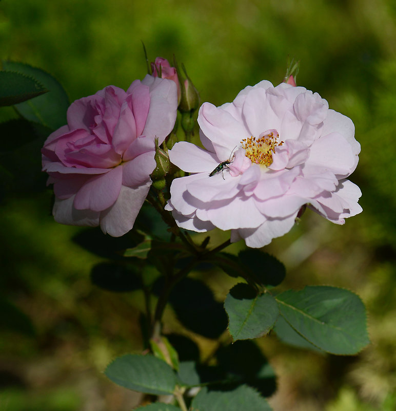Petites roses 1 05-10-21