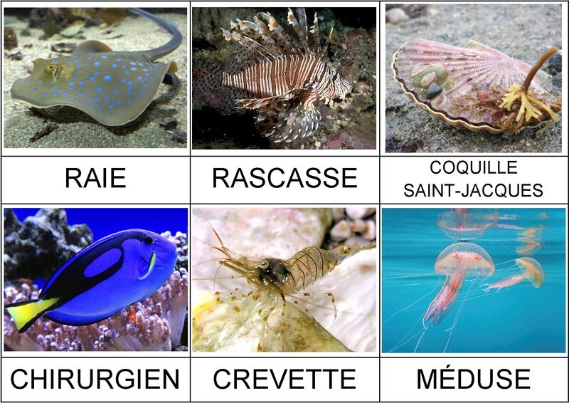 animaux marins (aquarium de Saint-Malo) 2